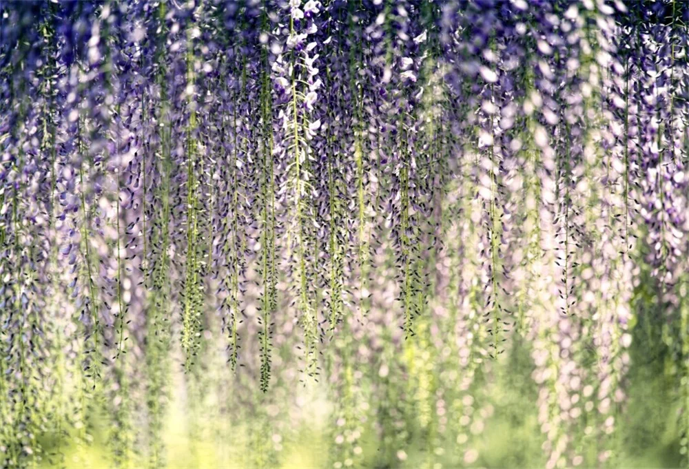 

Laeacco Spring Green Tassel Flower Party Decor Child Scenic Photographic Backgrounds Photography Backdrops For Photo Studio