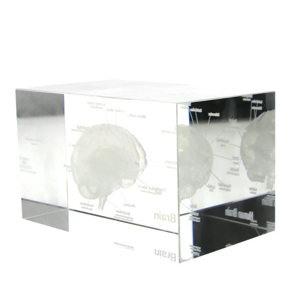 Cena 3D ludzki model anatomiczny przycisk do papieru Laser trawiony mózg kryształowa kostka szklana anatomia umysł neurologia myślenie medycyna nauka prezent
