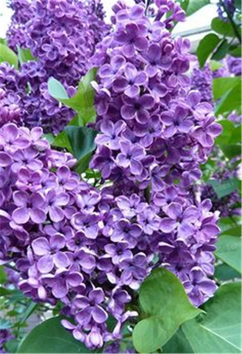 

50pcs/Bag Purple Japanese Lilac plant Clove Flower plant For Home Garden Perennial Courtyard Plant