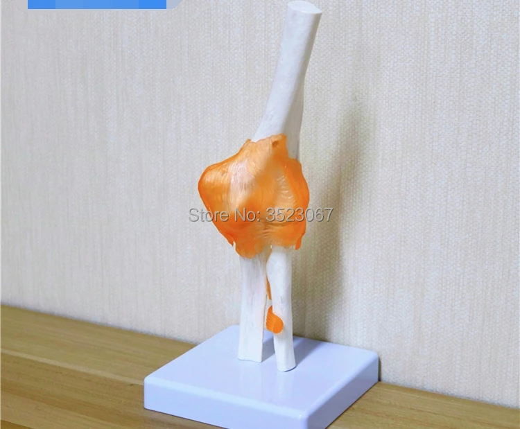 

Human life size elbow joint traumatic pistol skeleton trauma medical instruments anatomy Anatomical Science Teaching model