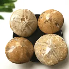 Decorative Stone Natural Sea Urchin Fossil Specimens Original Stone Insect Fossil Teaching Decorative Stone Natural Sea Urchin Fossil Specimens Original Stone Insect Fossil Teaching