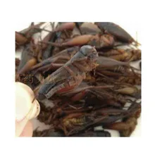 Wild Dry Crickets, 250g/500g/bag, Dry Crickets, Good Quality, Free Delivery