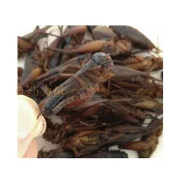 

Wild Dry Crickets, 250g/500g/bag, Dry Crickets, Good Quality, Free Delivery