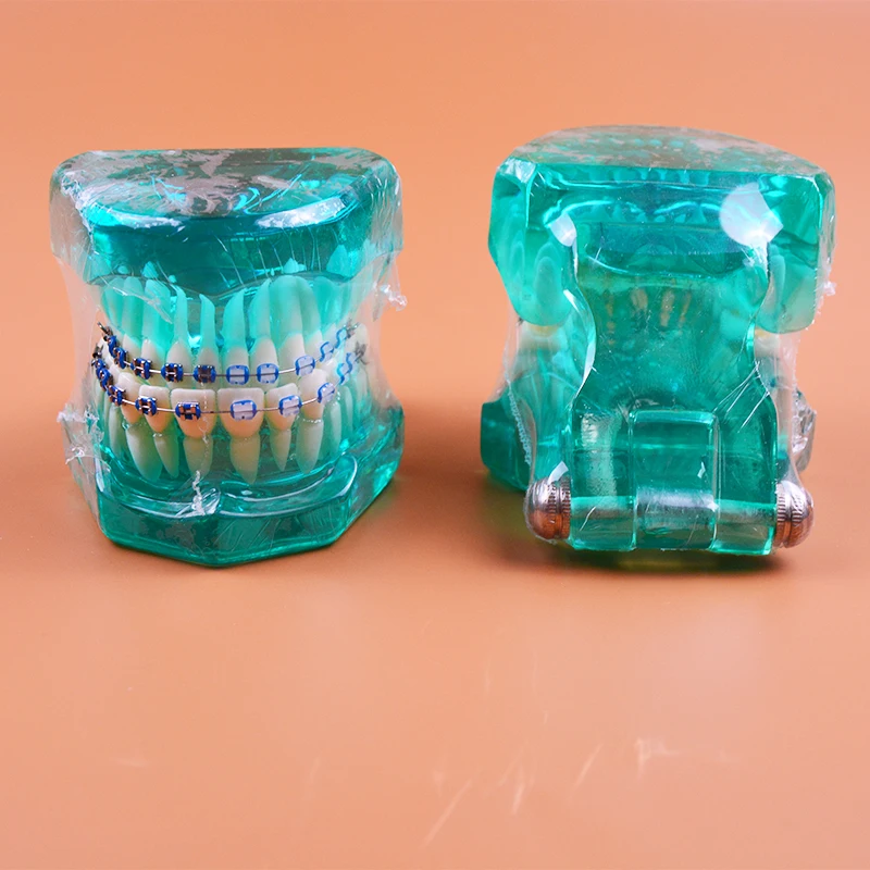  B7-02 Orthodontics Malocclusion Braces Dental Acrylic Teeth Dental Teaching Model Ortho Metal & Cer - 32626113795