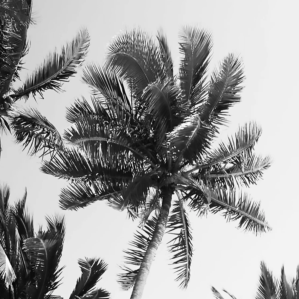 Черно-белый Пляжный Пейзаж, Картина на холсте, пальмовые плакаты с изображением деревьев и принтами, настенные картины для дома, гостиной, украшения стен