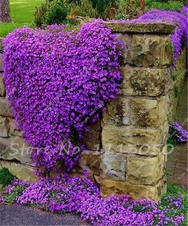 Blue creeping thyme ground cover - hetynational