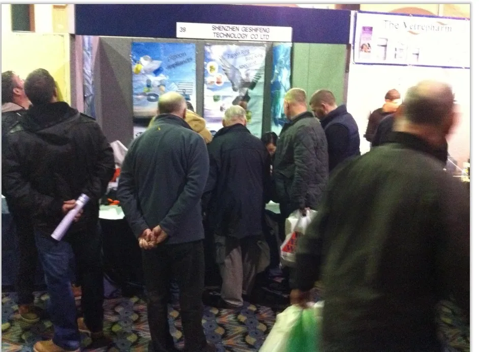 pigeon show in UK-1