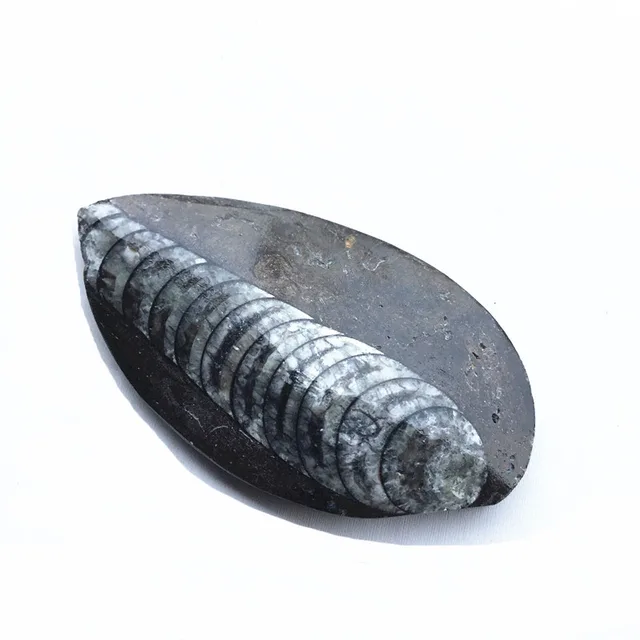 Special Offers Natural orthoceras fossil specimens 