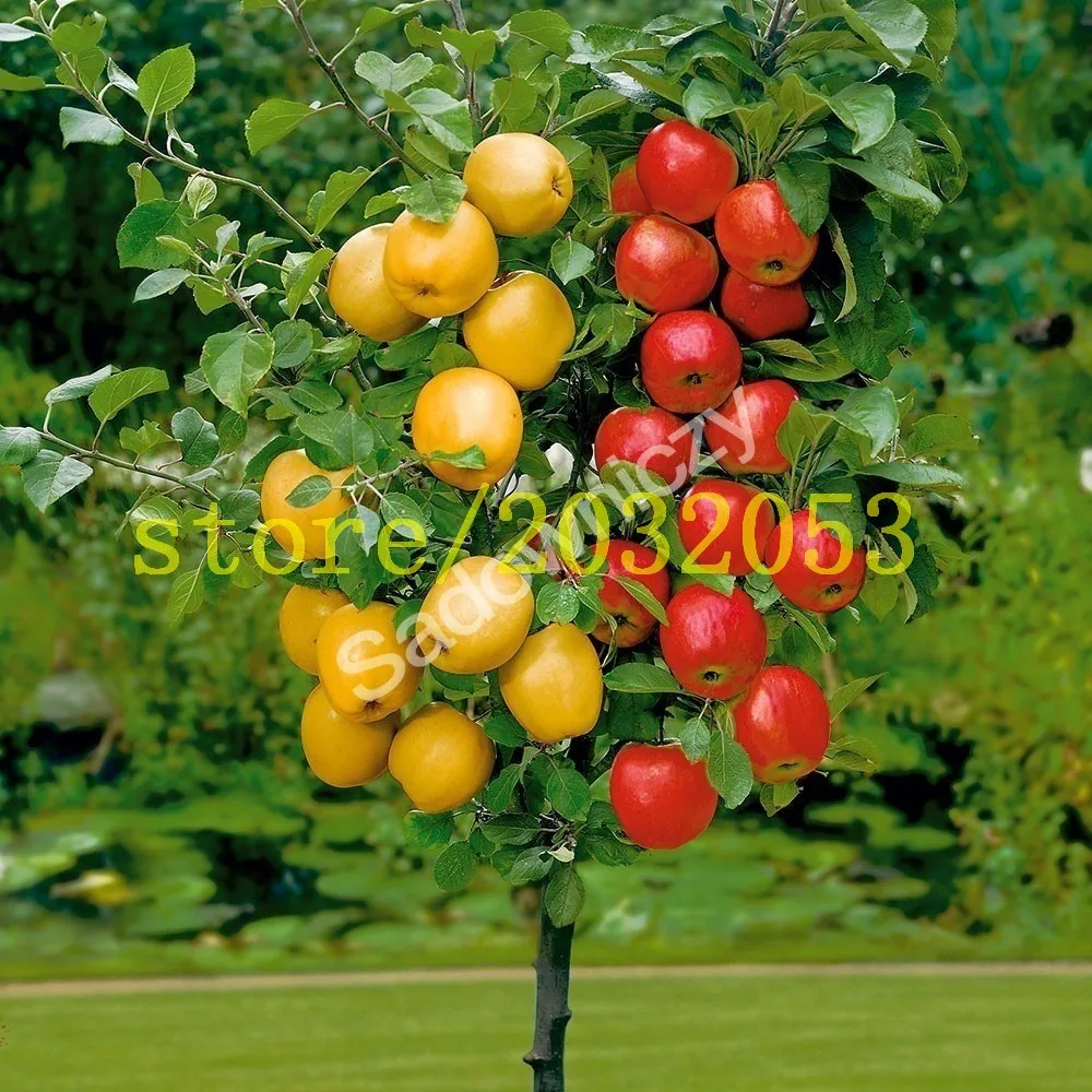 How to Plant Cannabis Seeds Indoors