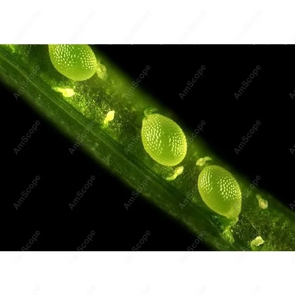 Контрастный инвертированный флуоресцентный микроскоп AmScope 40 1000x фазный