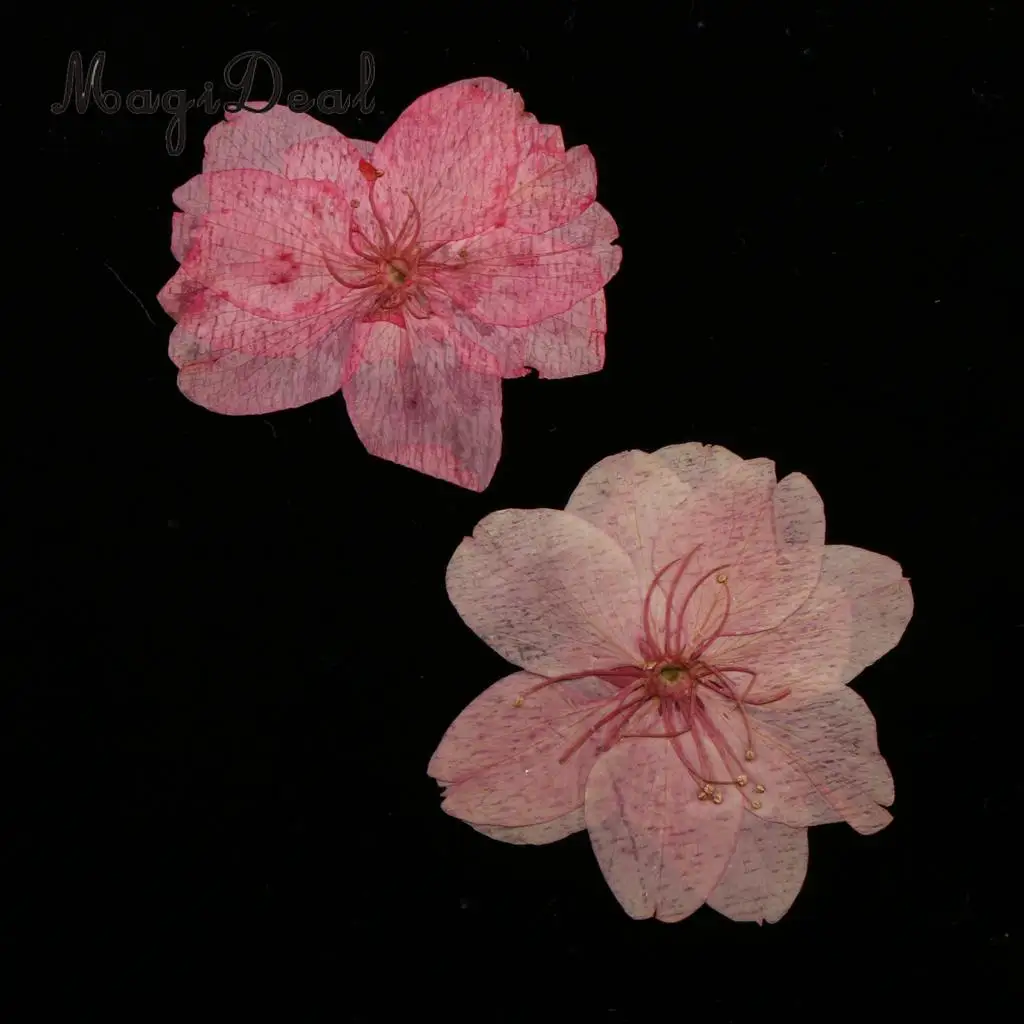 MagiDeal 10pcs Mixed Color Pressed Dried Sakura Flowers Cherry Blossom for Art Craft Dried Flowers raft for House Decoration