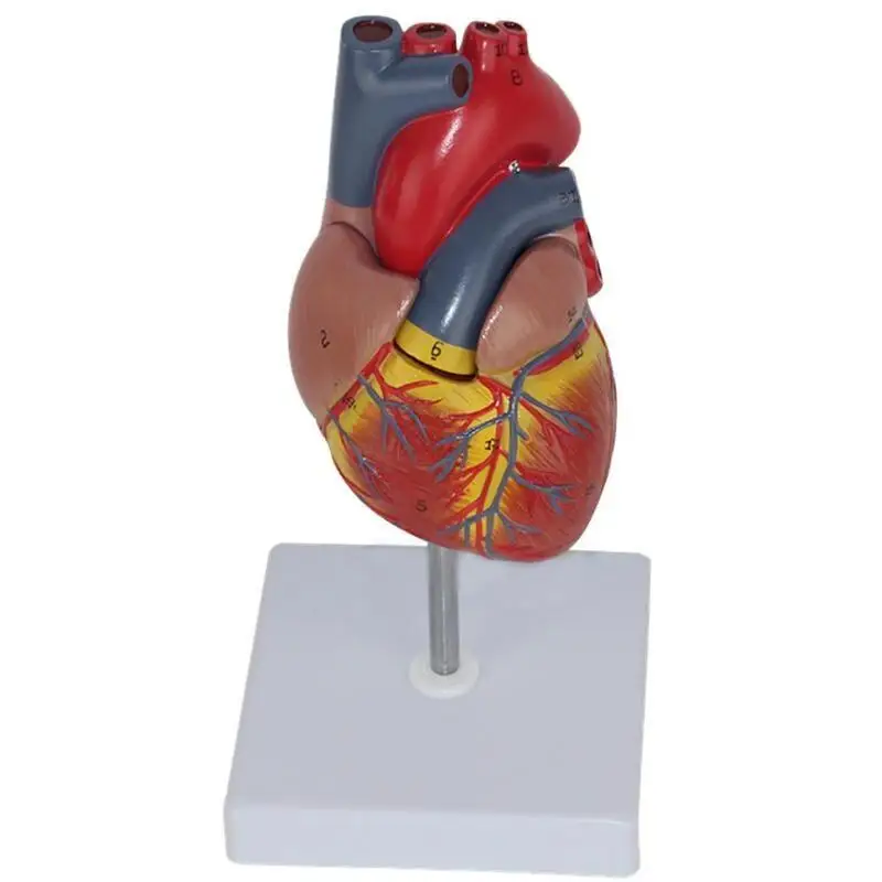 Человеческая модель сердца в натуральную величину+ стенд Fexible АНАТОМИЯ МОДЕЛИ органов вязки для анатомической модели сердца в медицинских науках