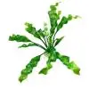 Green Декоративные растения для аквариума 44 г искусственное пластиковое водное растение для аквариума украшение аквариума K402 - Цвет: Green