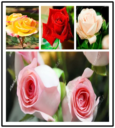

100 Pcs/Bag Rare Rose Bonsai Black Rose Flower With Red Edge Bonsai Flower Bonsai For Home Garden Flowers Bonsai Plant Pot