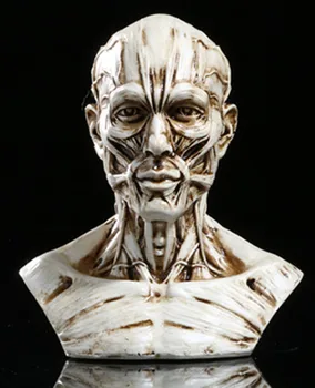 

Resin Skull Muscle Skull Skeleton Simulation Halloween Monster Props