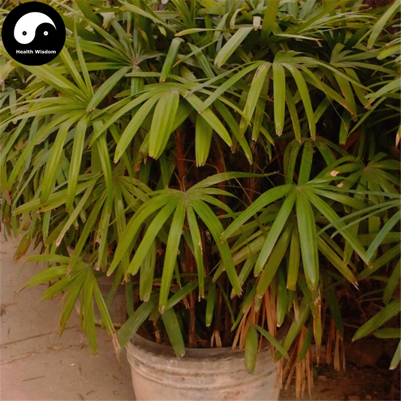 Buy Buy Guanyin Bamboo Tree Semente 60pcs Plant