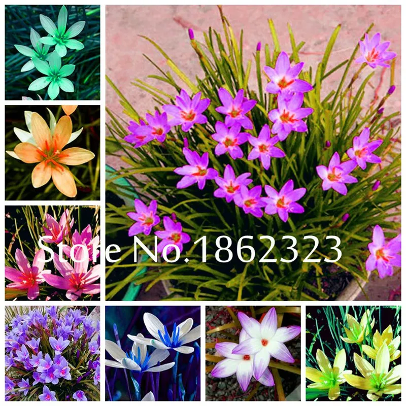

100 pcs Zephyranthes Candida Bonsai Giant Chinese Green Onion Home Garden Bonsai Plant Rare Sterilization Vegetable plants