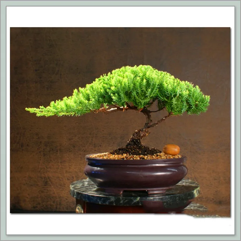 Best-Selling-50-Pieces-Pack-juniper-bonsai-tree-potted-flowers-office-bonsai-purify-the-air-absorb(3)