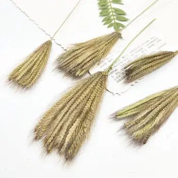 

60pcs Dried 11-15cm Setaria Faberii Herrm Grass Plant Herbarium For Jewelry Postcard Invitation Card Phone Case Bookmark DIY