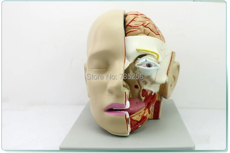 

Senior Head Anatomical Model,Head Facial Decomposition Model,Medical Craniocerebral Sagittal Sinus Anatomy Model