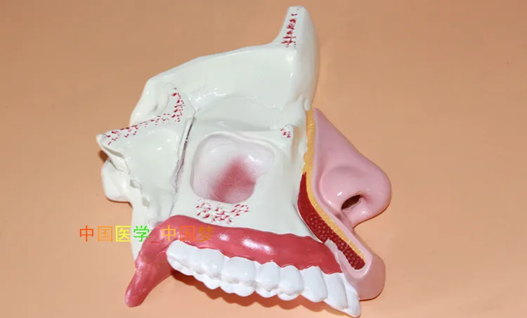 

ENT медицинская модель носовая анатомическая модель мордочка носа носовая полость модель структуры модель носа человека