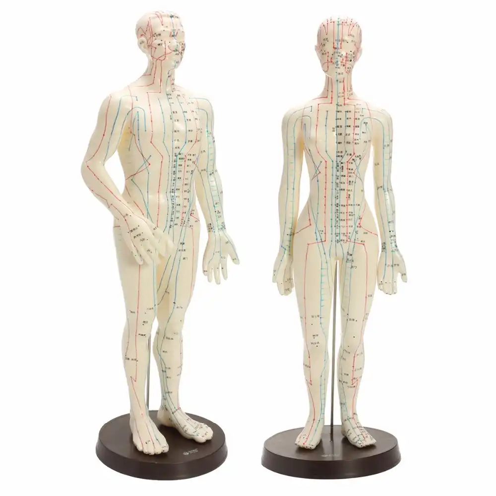 pix Human Body Base Male human body acupuncture model male female meridians model chart book base 48 50cm