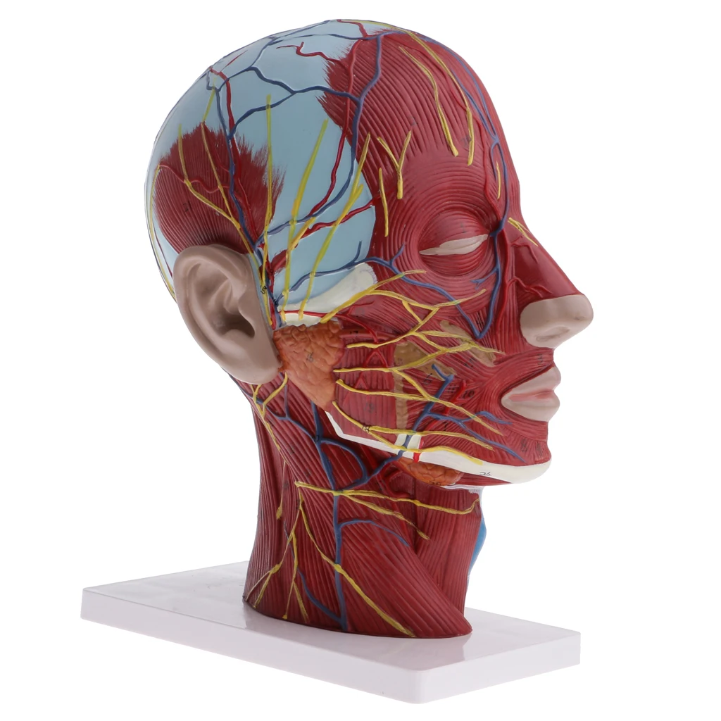 Life size 1:1 Scale Human Head & Neck Anatomical Model Median Section Educational Anatomy Model