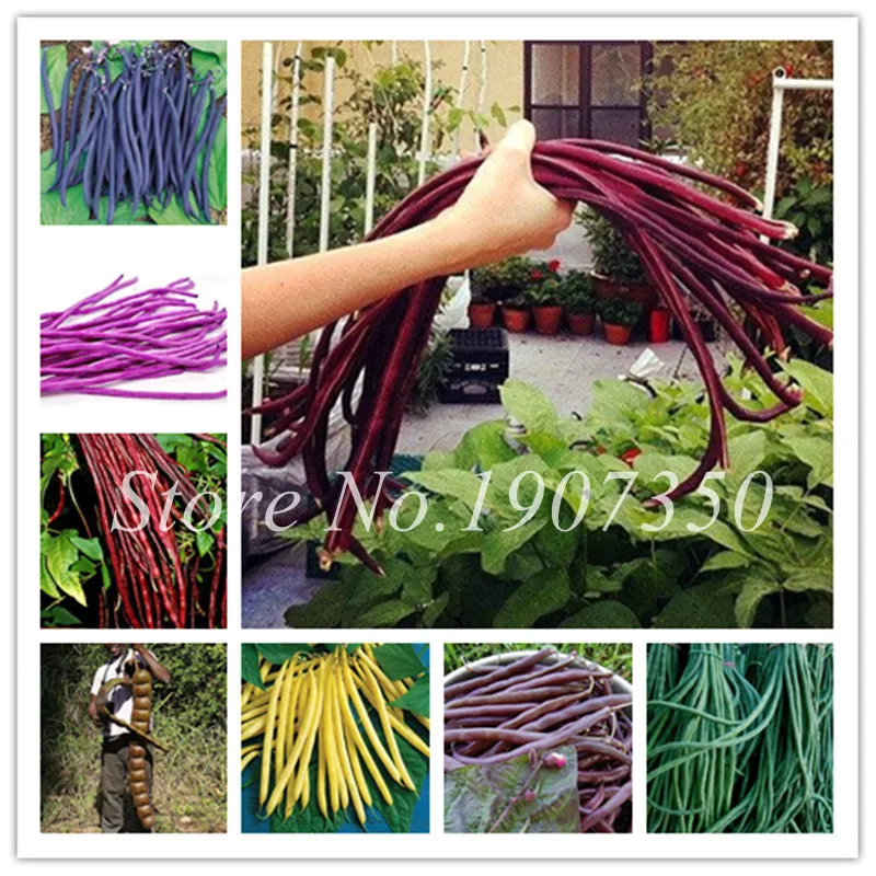 

100 Pcs/Bag Organic Beans Bonsai Vegetable plants Phaseolus Vulgaris Plant, Green Beans, Natural Growth Plant For Home Garden