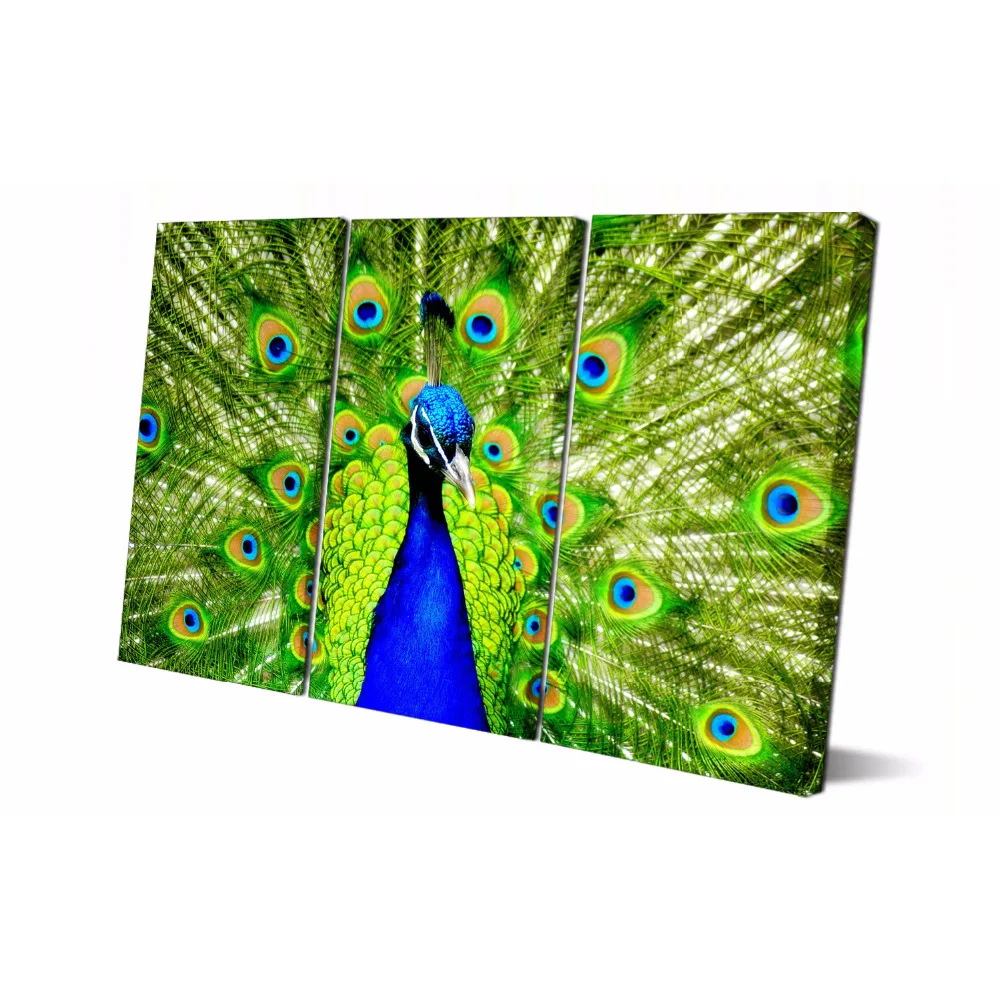 3 Панели печатная картина павлин холст Настенная украшение для дома гостиная