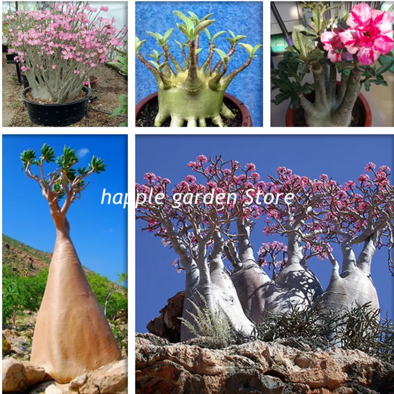 

2 Pcs Desert Rose bonsai Potted Flowers flores Adenium Obesum Indoor Bonsai Plant Mini Potted Tree For Home Garden Plant