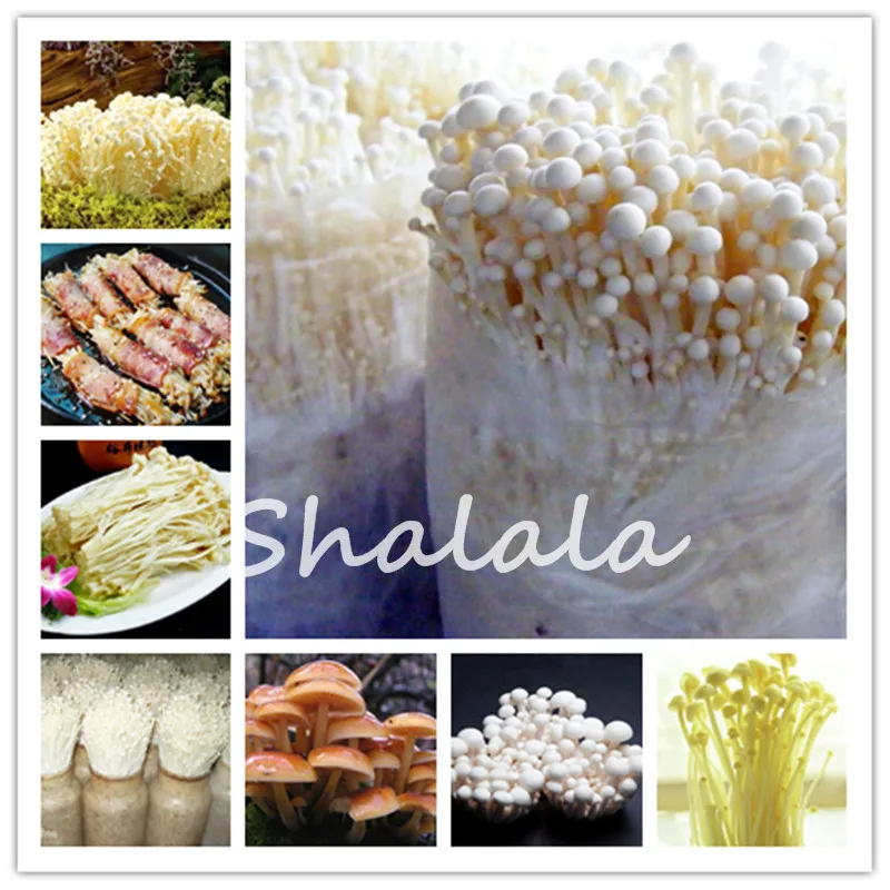 

Delicious Mushrooms Bonsai,100 Pcs Vegetable Plants Rare Pleurotus Mushroom Strains Geesteranus Bonsai Easy Growing Diy Garden