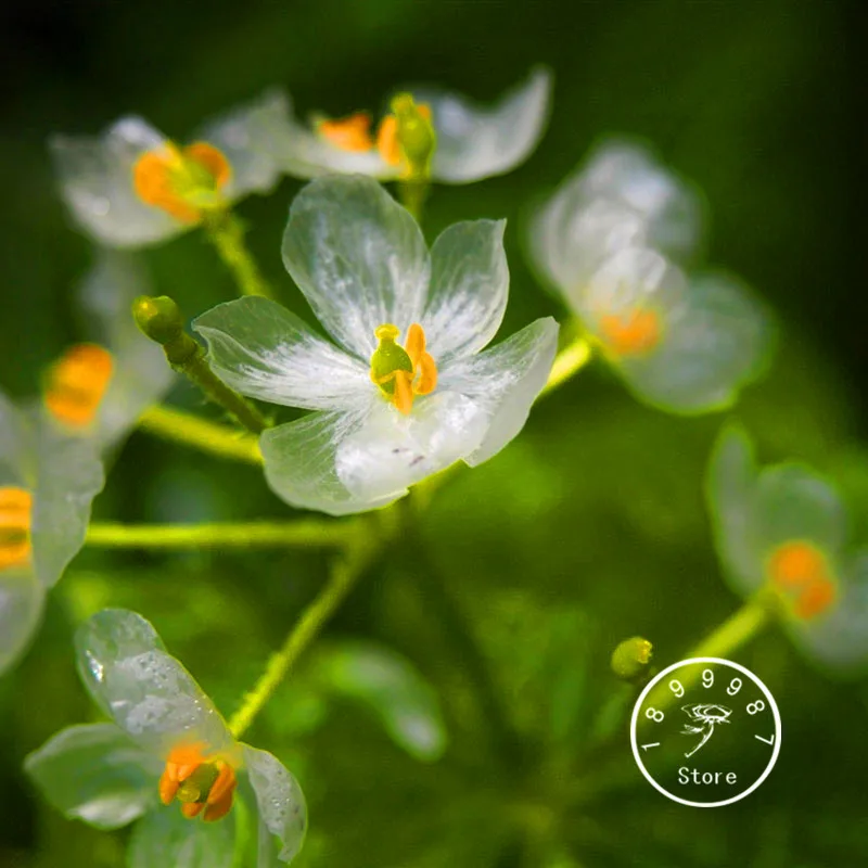 Best-Selling! 100 PCS Transparent Flower bonsai Delicate DIY Garden Flower plant Best-Selling! 100 PCS Transparent Flower bonsai Delicate DIY Garden Flower plant
