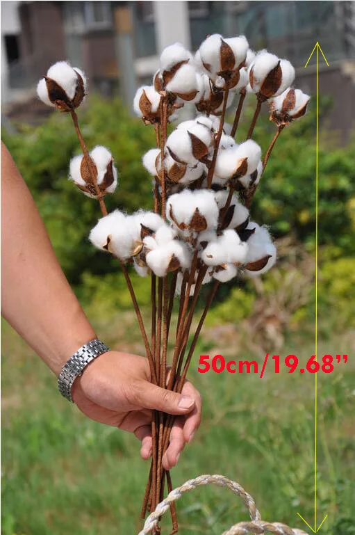 50cm..