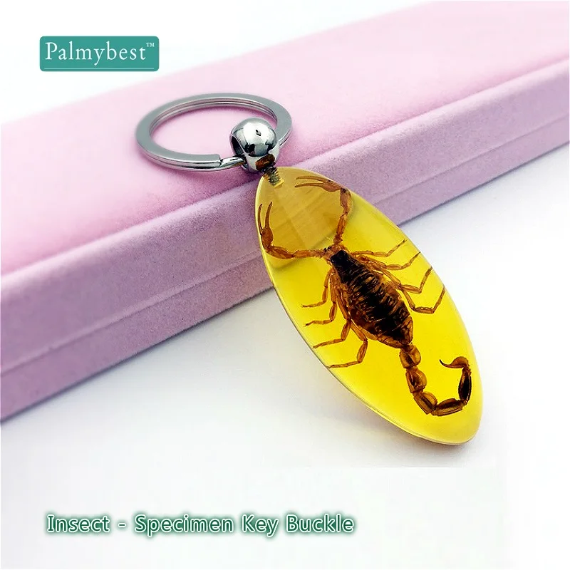 Ipetboom 12pcs Framed Bugs Insect Amber Keychain Specimen