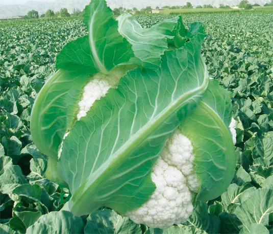 

Tianshan snow cauliflower bonsais vegetable bonsais 100pcs