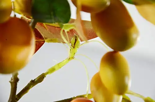 Rinlong Artificial Mango Branch (2)
