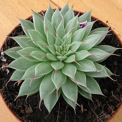forma de flores