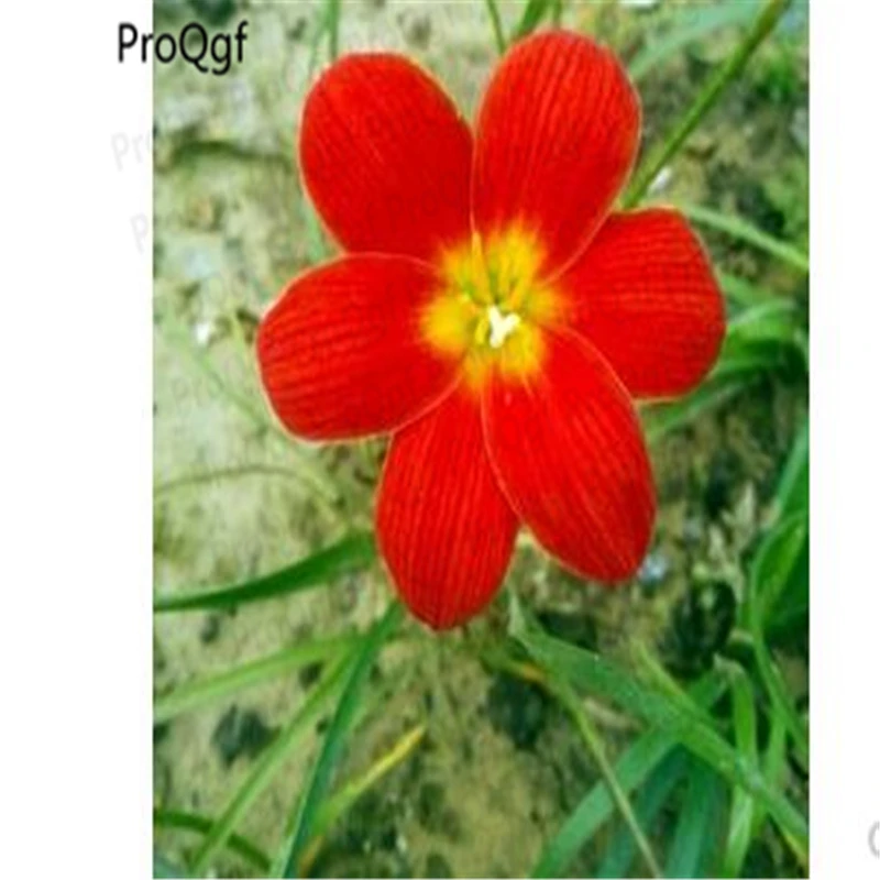 

Prodgf 50Pcs A Set Zephyranthes candida