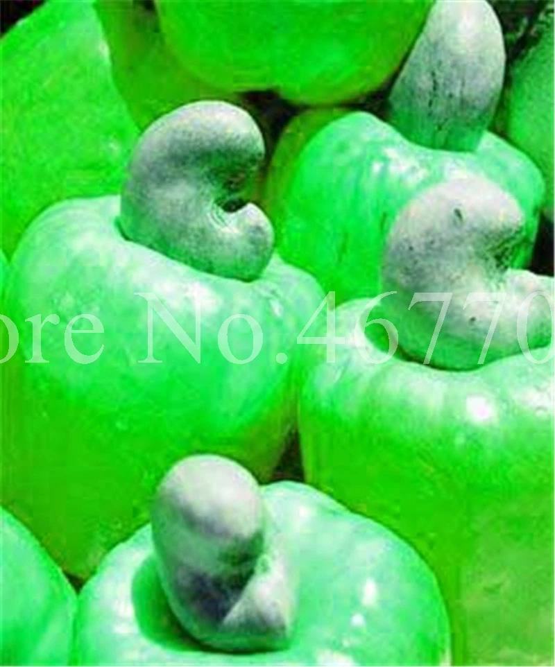 New Garden Plants 10 pcs Mini Cashew Tree Bonsai Anacardium Occidentale Rare Outdoor Plant Tree Potted Fruit Germ Free Shipping