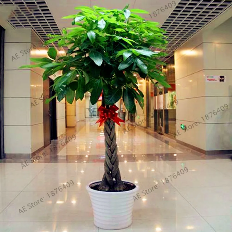 2 pcs/pack,Pachira Macrocarpa flores,True Bonsai Tree plantas Indoor Money Tree Canned Plant For Mini Garden And Office
