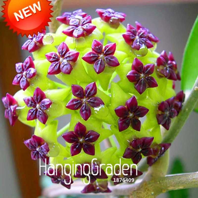 

Hot Sale!Hoya flores,Potted Flowers Bonsai plants Hoya plantas, Orchid plante DIY Home Garden 100 Particles/Bag,#J6PXSH