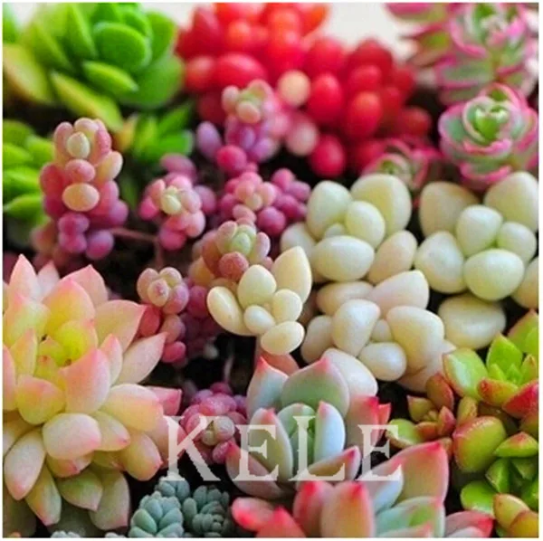 mini jardim de cactus:Mini Jardim De Cactos avaliações – Online Shopping Mini Jardim De mini jardim de cactus:Mini Jardim De Cactos avaliações – Online Shopping Mini Jardim De