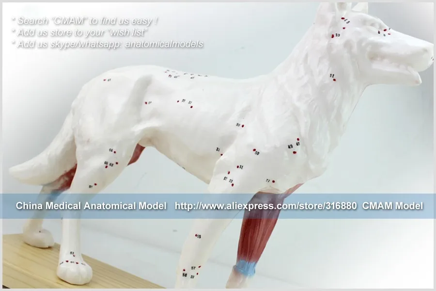 A05 dog acupuncture model 3