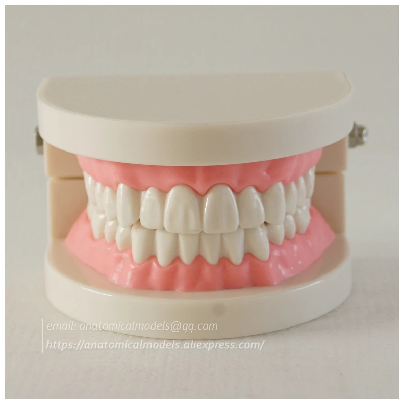 CMAM-DH209 Orthodontics dental chinamedicalanatomicalmodels 3 