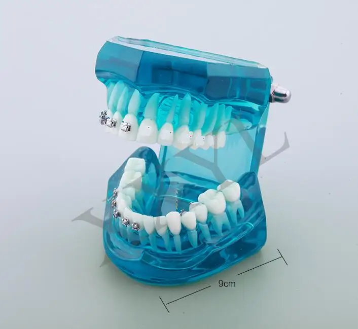 

Human Dental laboratory anatomical teeth anatomy teach brain model gift implant prices skull equipment juguetes dentales
