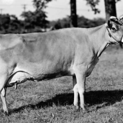 Side profile of a Jersey cow standing in a field Poster Print (18 x 24)