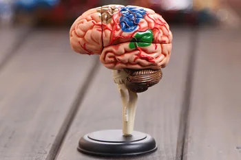 

4D brain model brain structure model assembled Human Anatomy dimensional model