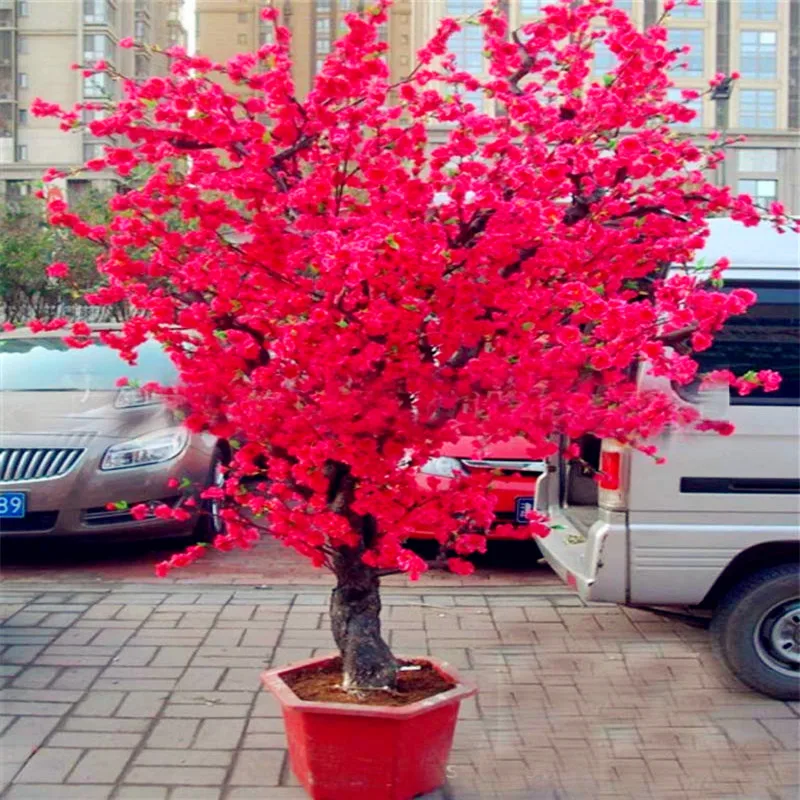 

10PCS Red Japanese cherry blossoms plant Courtyard Garden Bonsai Tree Small Sakura Tree potted plants for home garden planting