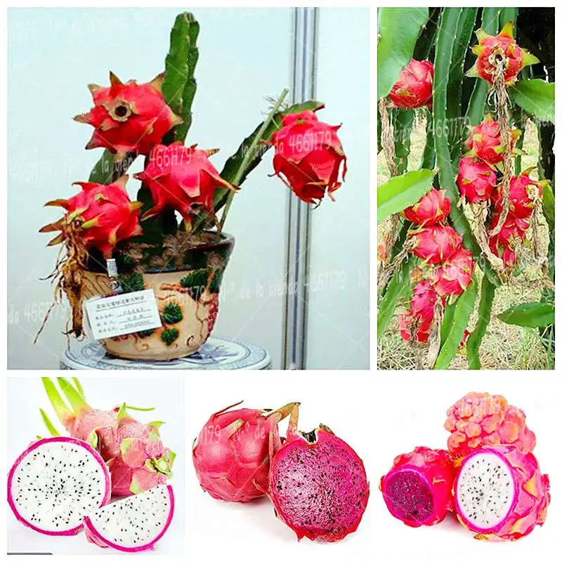 

200 Pcs/Bag pitaya bonsai plant, fruit plant, family vegetable orchard, potted plant, healthy delicious plant, fruit pitaya