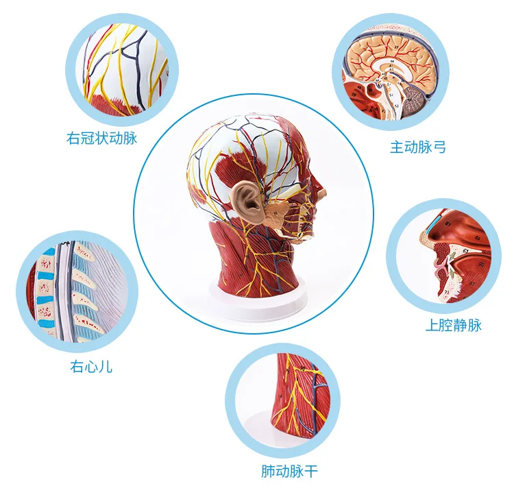 

head model Head and neck superficial neurovascular muscle model school teaching supply